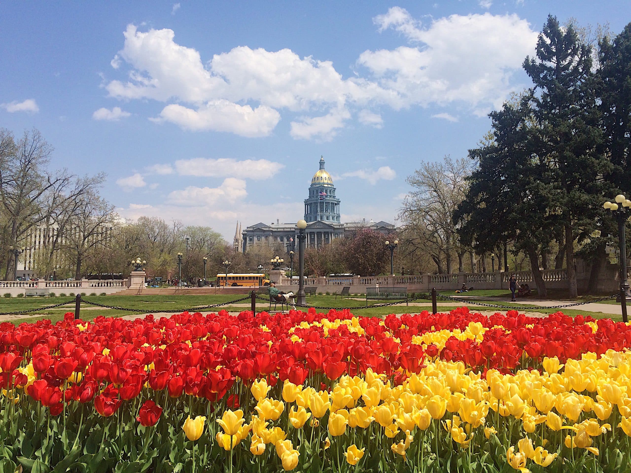 tulips-in-front-of-the-capitol