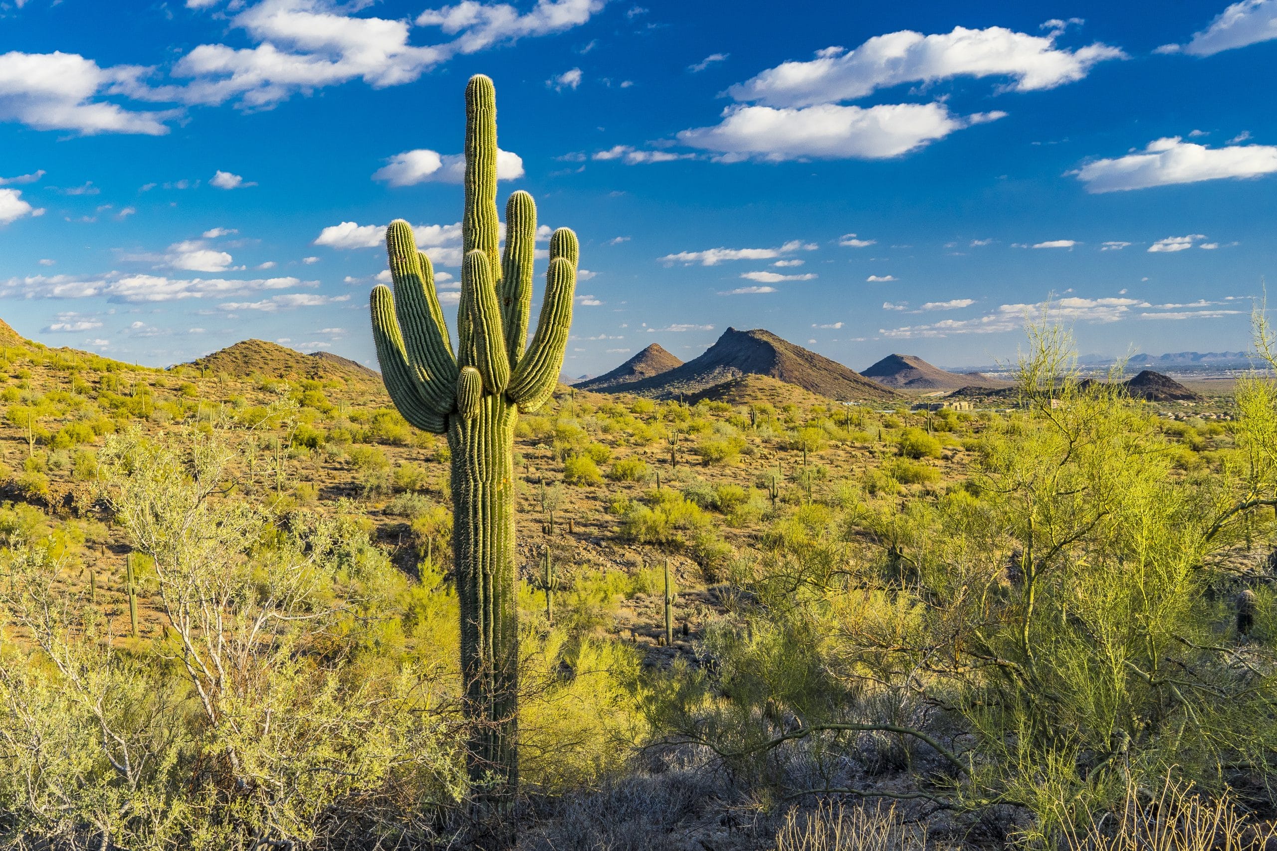 Scottsdale AZ Desert Picture with Cactus
