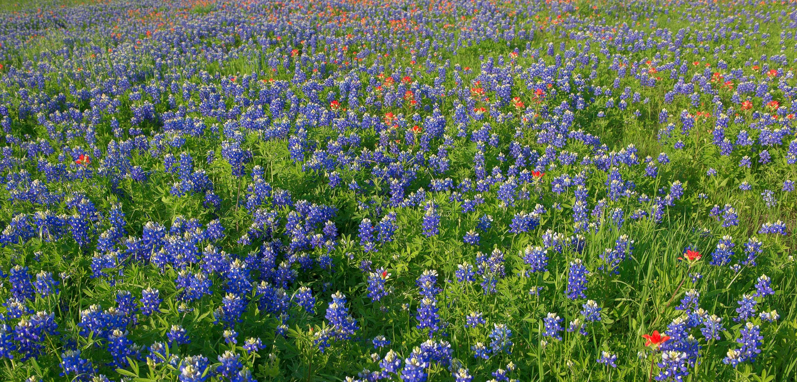 bluebonnet-flowers-in-tx