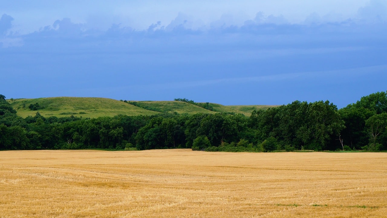 wheat field Kansas