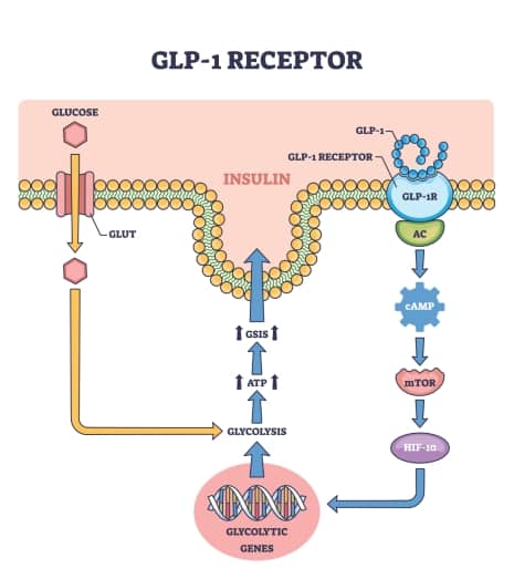 glp-1 wegovy ozempic working