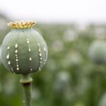 poppy flower dripping medicine