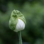 poppy flower before bloom