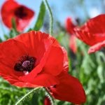 poppy flower blooming red