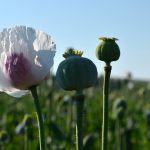 poppy flowers