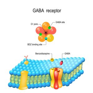GABA receptors react to Benzos