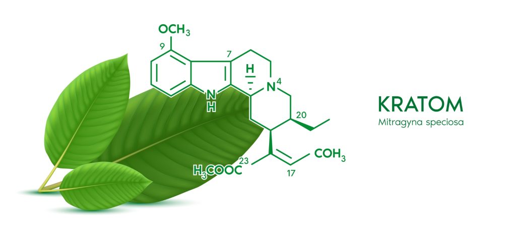 Kratom plant and chemical representation / molecular structure